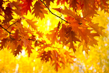 Naklejka na ściany i meble autumn in the park.