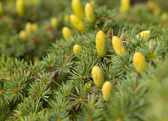 Fototapeta premium tree and green cones