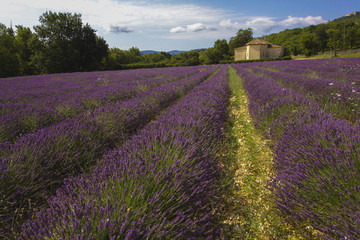 Plakat Provence, Luberon, Viens St Ferreol