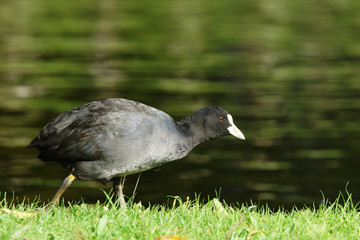Eurasian Coot, Coot, Fulica atra