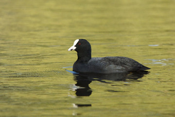 Eurasian Coot, Coot, Fulica atra