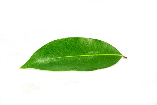green leave on white background