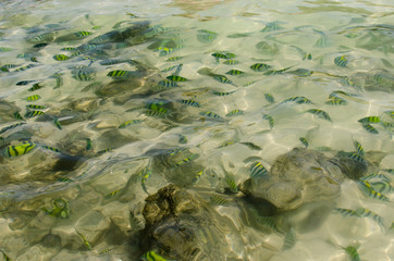 fish andaman