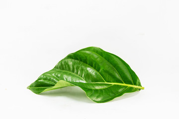 morinda leave on white background