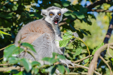 Ring tailed lemur