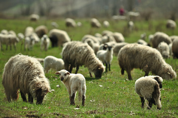 Obraz premium Color picture of sheep grazing in a field