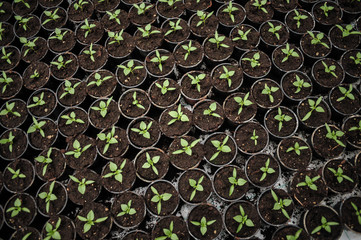 Seedlings in pots in a nursery - 72093698