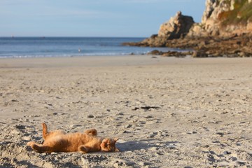 Chat dormant sur la plage