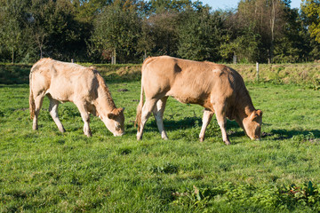 Naklejka na ściany i meble Two grazing light brown young cows