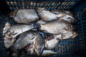 Fototapeta premium Carp