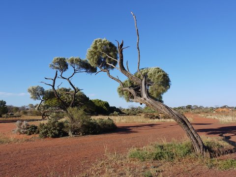 Allocasuarina decaisneana or desert oak