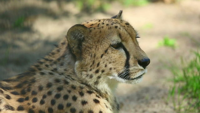 Cheetah