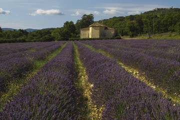 Plakat Provence, Luberon, Viens St Ferreol