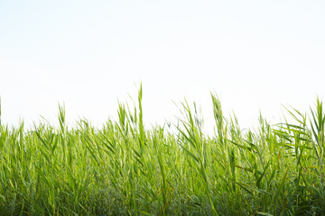 Obraz premium Barley ears