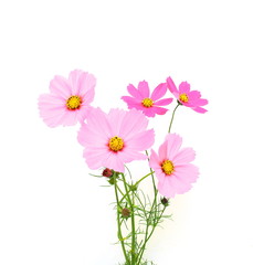 ピンクのコスモス