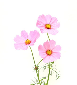 Fototapeta ピンクのコスモス