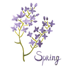 watercolor art illustration lilac spring