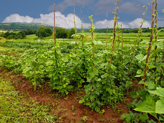 Climbing beans in field