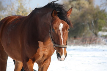 Beautiful bay sport horse portrait