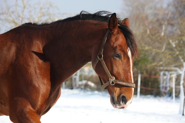 Beautiful bay sport horse portrait