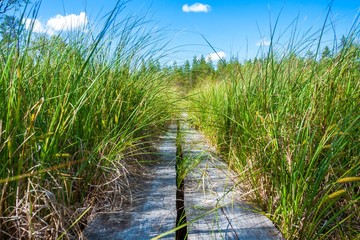 wooden trail close-up among green grass