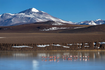 Lagoon Brava, La Rioja, Argentina