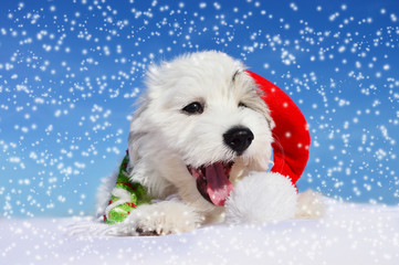 Christmas puppy
