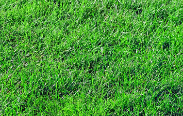 Section of grass from a pesticide free healthy lawn