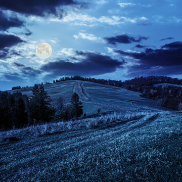 coniferous forest on a  hillside at night