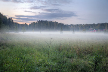 Fototapeta na wymiar Foggy green meadow