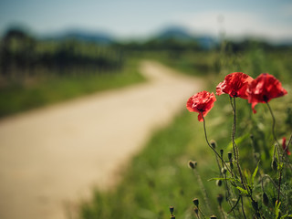 Vineyard and Poppy Flowers