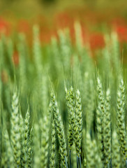 Wheat Field in early Summer