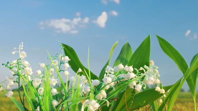 Timelapse shot of the lily of the valley on the cloud background