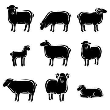 Sheep and lamb set. Vector