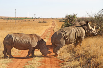 Fototapeta premium White Rhino