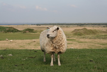 Schaf