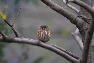 Collared Owlet (Glaucidium brodiei) in central China