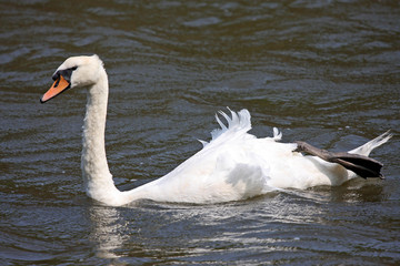 Fototapeta premium Swan