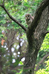 Ural Owl (Strix uralensis fuscescens) in Japan