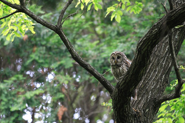 Naklejka na ściany i meble Ural Owl (Strix uralensis fuscescens) in Japan