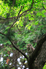 Ural Owl (Strix uralensis fuscescens) in Japan