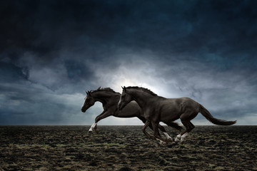 Fototapeta na wymiar Two black horses