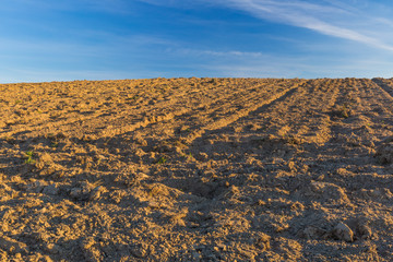 Plowed field landscape