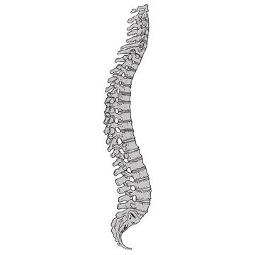 Human Spine 03