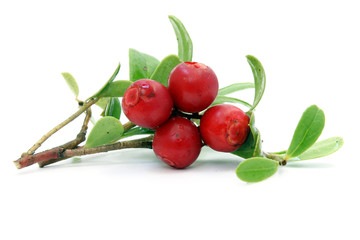 Sprig of cowberry with drops