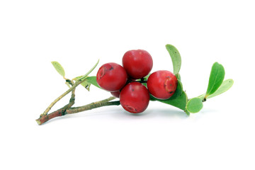 Sprig with cowberry and leaves