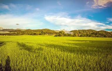 Fototapeta premium Rice field with blue sky, beautiful landscape in Lamphun Thailan
