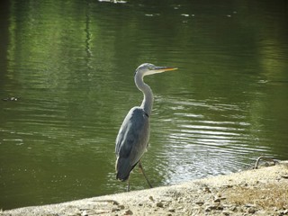 Garza Real (Ardea cinerea)