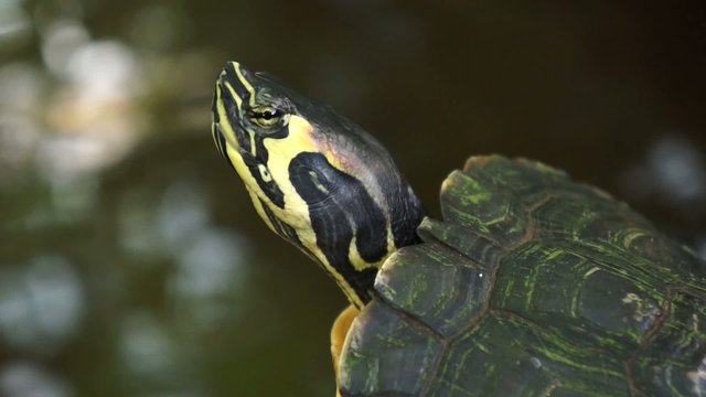 Schildkr&ouml;te am Teich