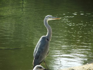 Garza Real (Ardea cinerea)